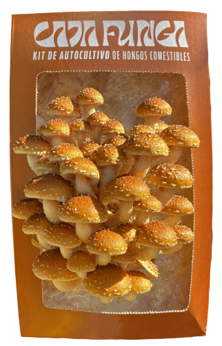 Foto Caja Funga